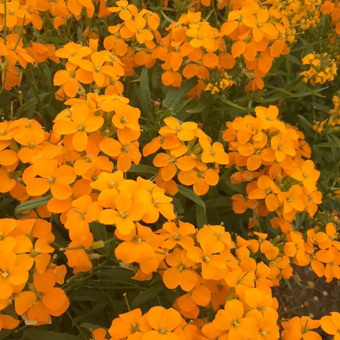 Wallflower Seeds – Orange Siberian