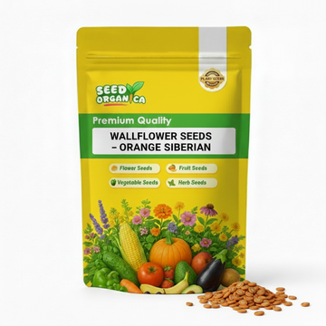 Wallflower Seeds – Orange Siberian