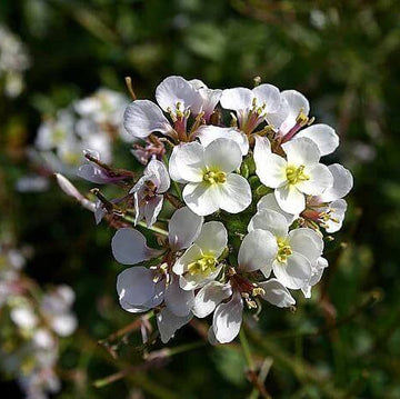 Wasabi Seeds – White Diplotaxis