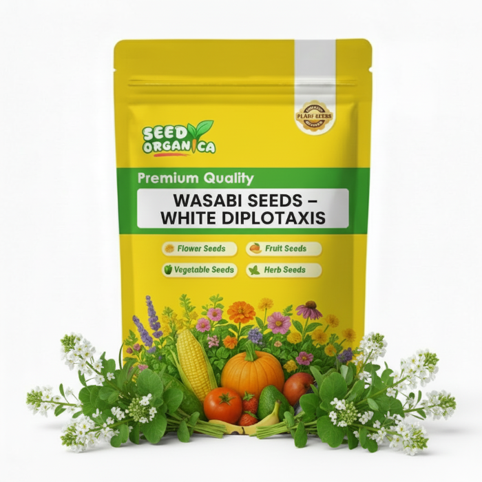 White Diplotaxis Wasabi Seeds | Garden Vegetable Seeds USA