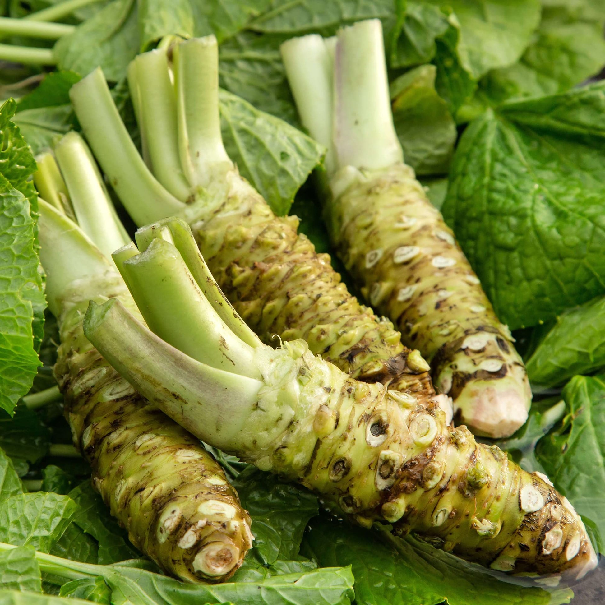 Wasabi Vegetable Seeds
