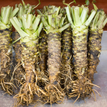 Wasabi Vegetable Seeds