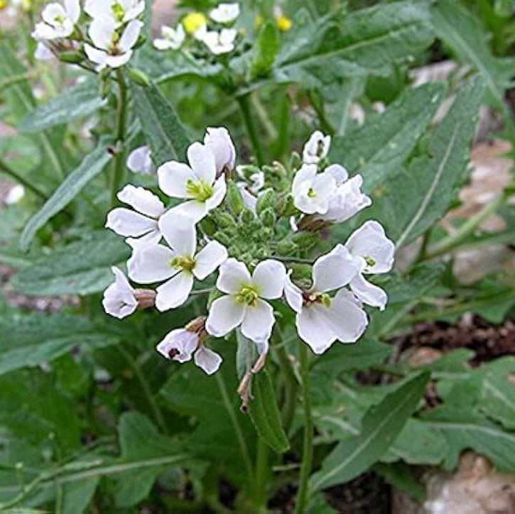 Wasabi Seeds – White Diplotaxis