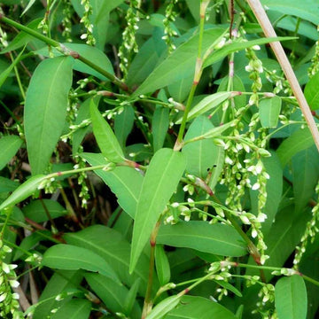 Water Pepper Seeds