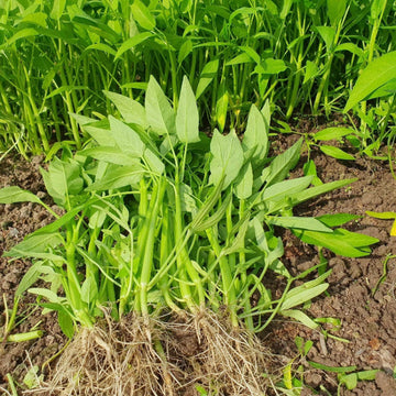 Water Spinach Seeds – Kong Xin Cai 