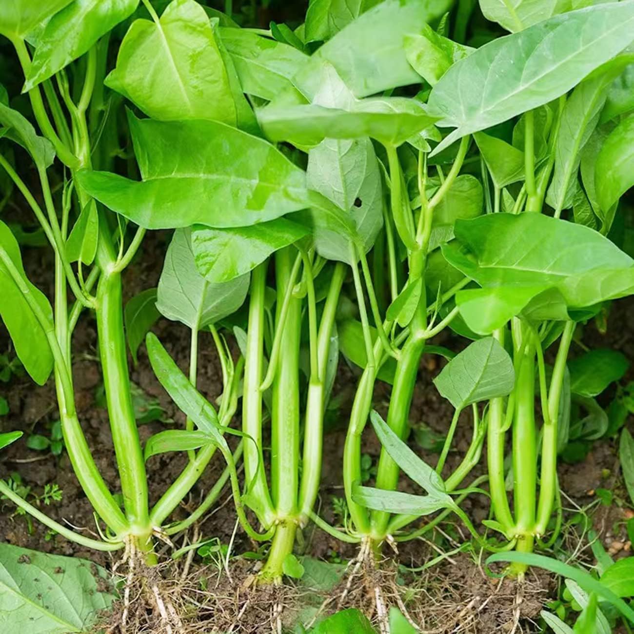 Water Spinach Seeds – Kong Xin Cai 
