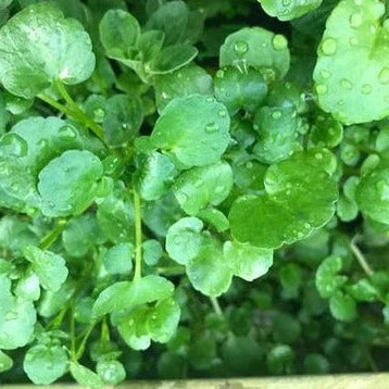 Watercress Seeds