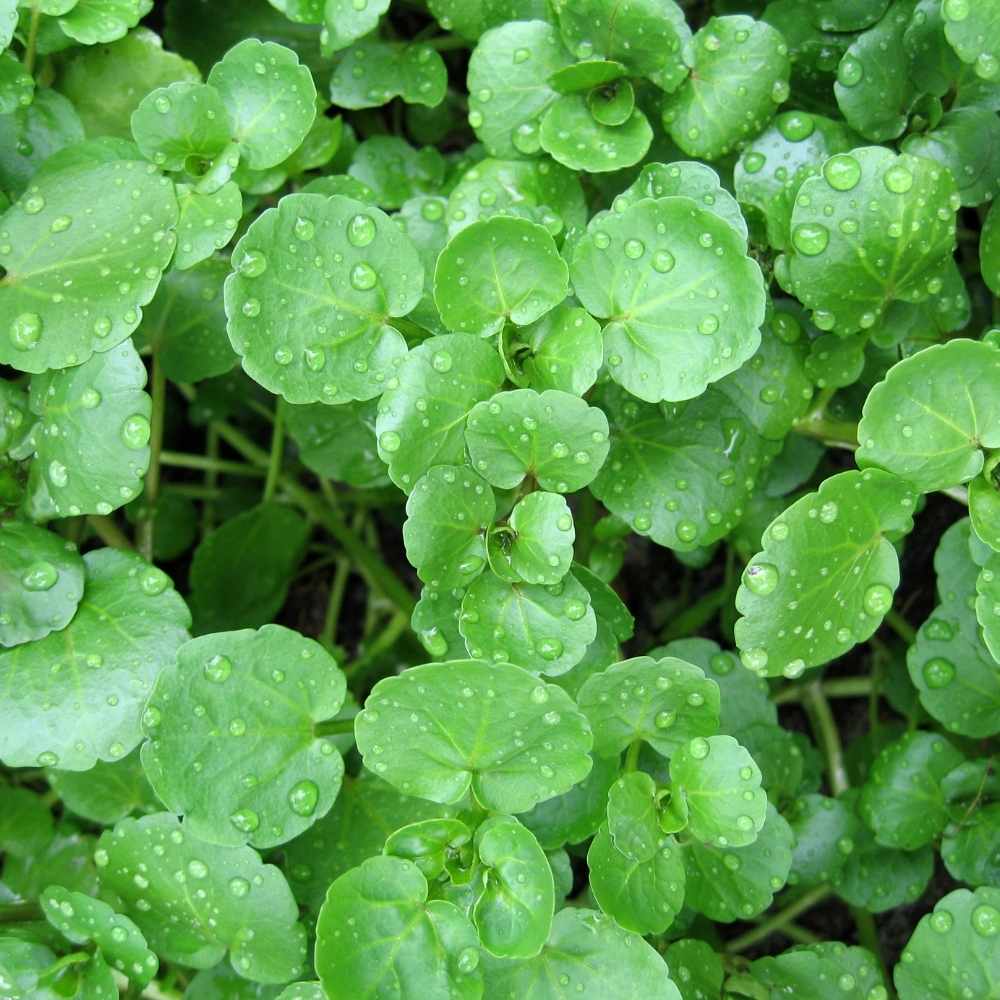Watercress Seeds
