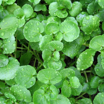 Watercress Seeds