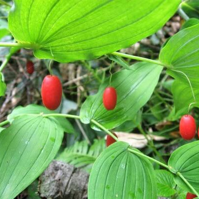 Watermelon Seeds – Berry