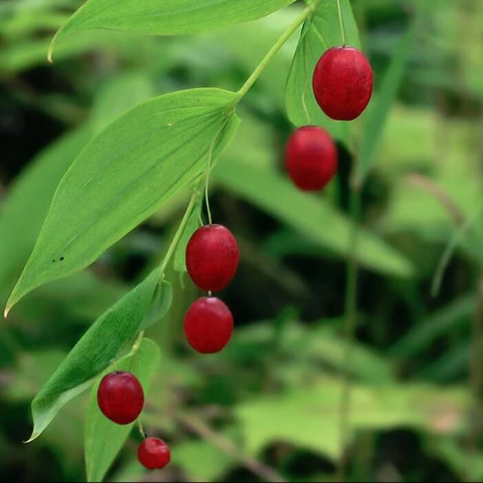 Watermelon Seeds – Berry