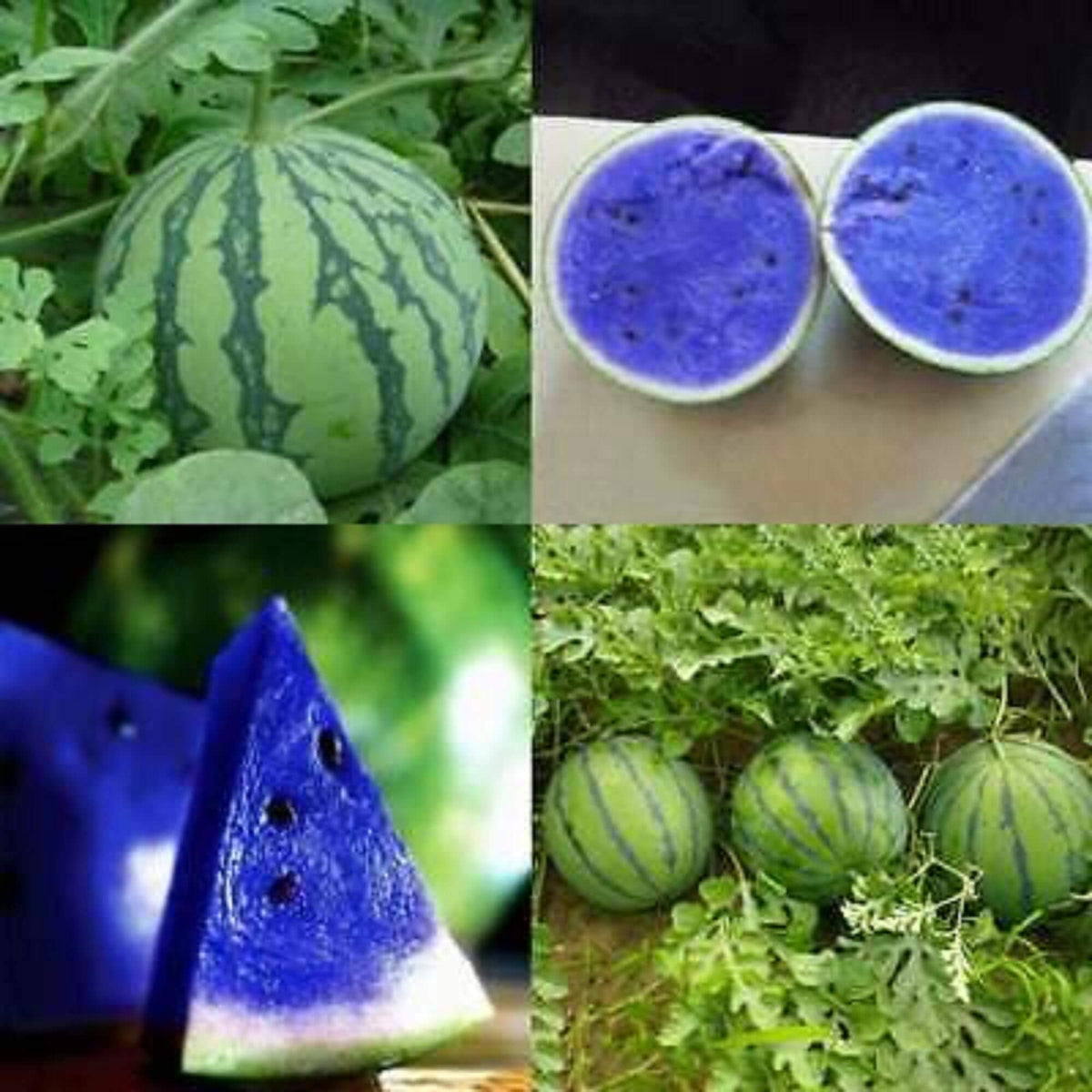 Blue Raspberry Watermelons Blue Watermelon Seeds | Grow Your Own Garden Fruits