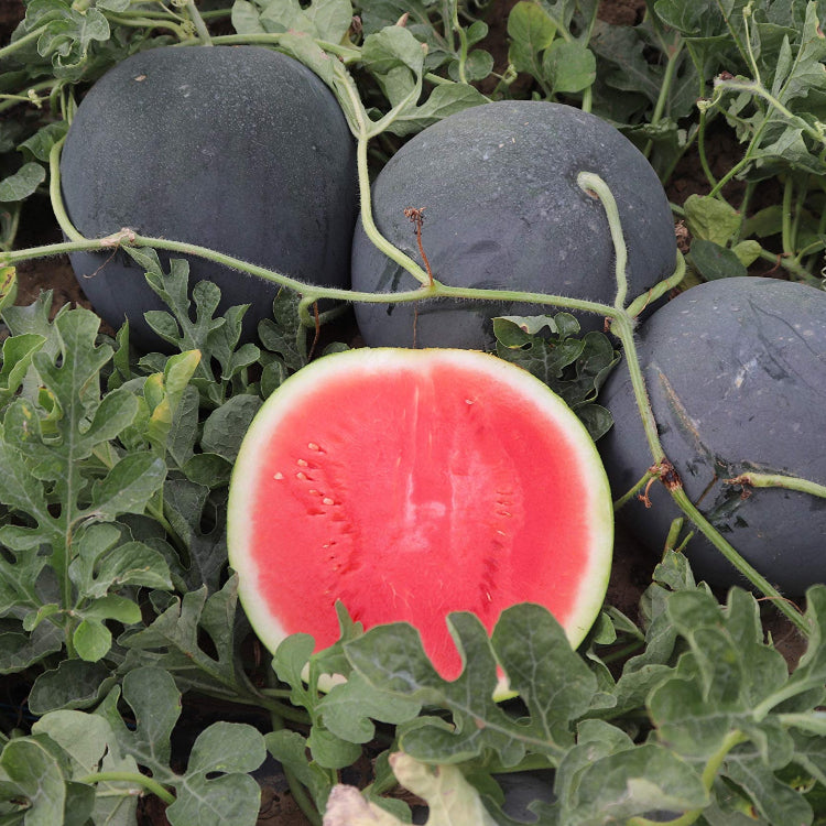 Watermelon Seeds – Densuke Black Rind