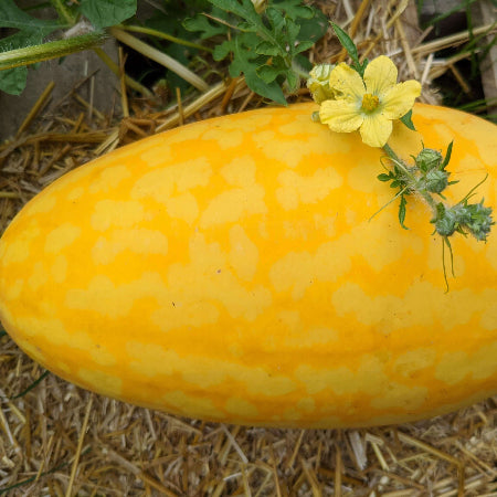 Watermelon Seeds – Gold in Gold