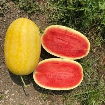 Watermelon Seeds – Golden Pioneer Hybrid
