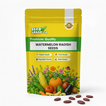 Watermelon Radish Seeds