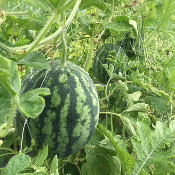 Watermelon Seeds – Sangria