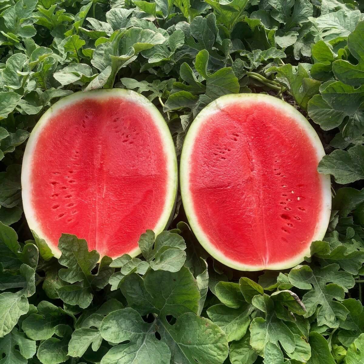 Watermelon Seeds – Seedless
