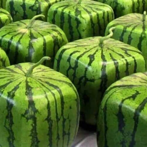 Watermelon Seeds – Square