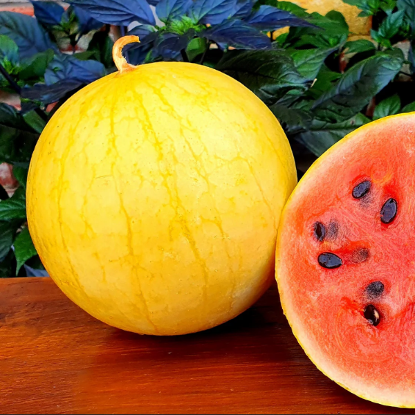Watermelon Seeds - golden midget
