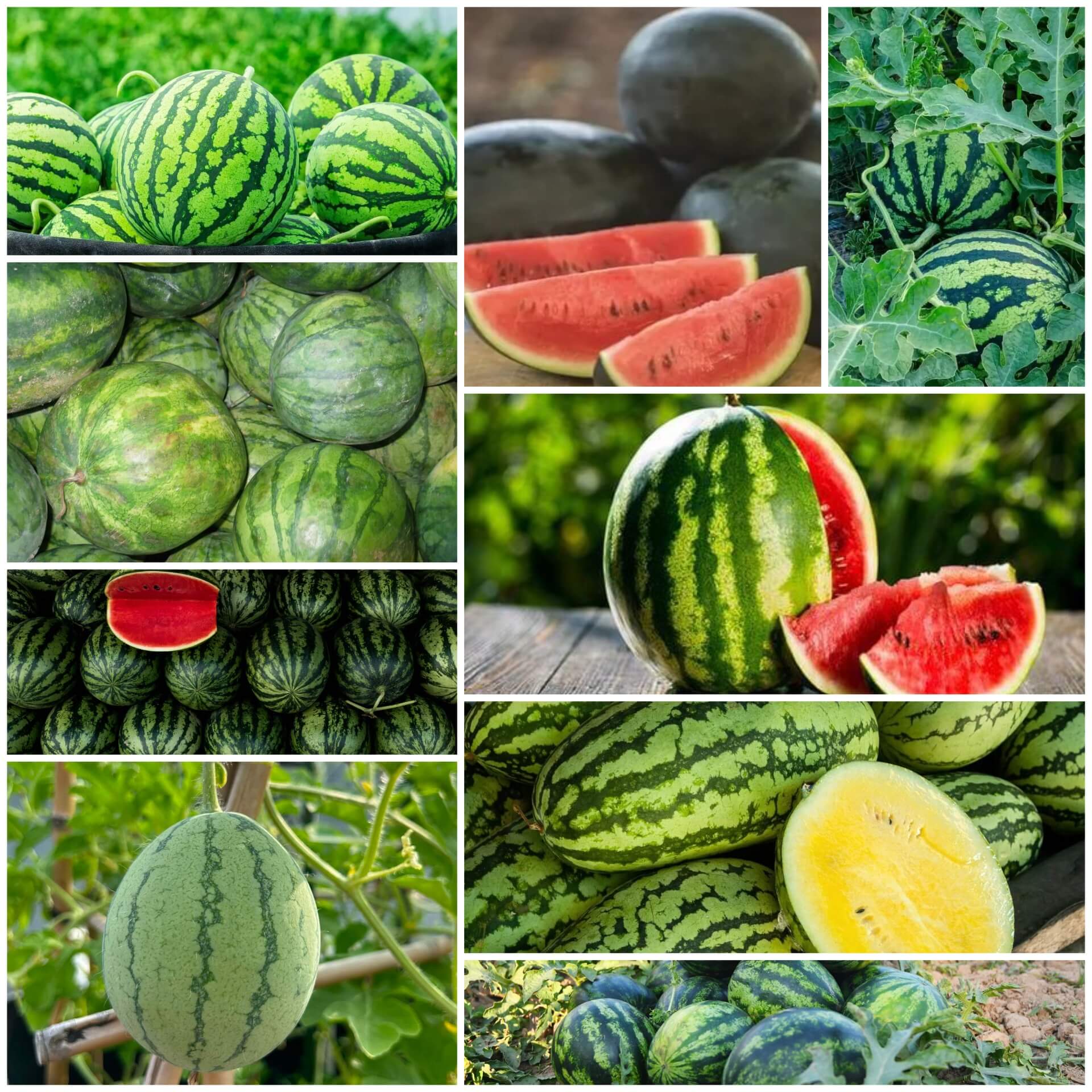 Watermelon Seeds - All In One For Home Gardens