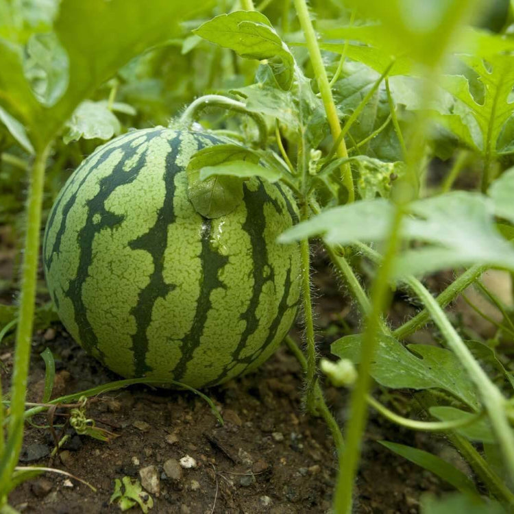 Watermelon Seeds - All In One For Home Gardens