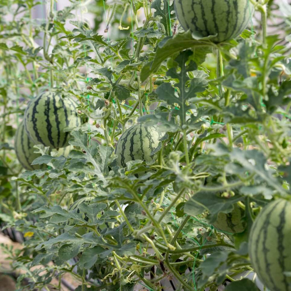 Watermelon Seeds - All In One For Home Gardens