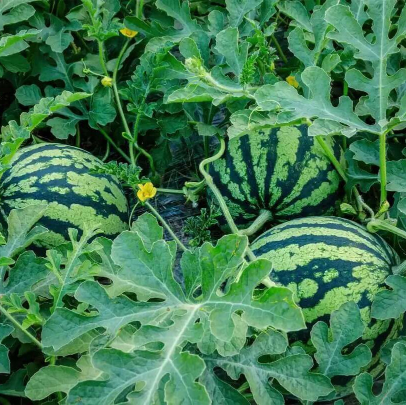 Watermelon Seeds - All In One For Home Gardens