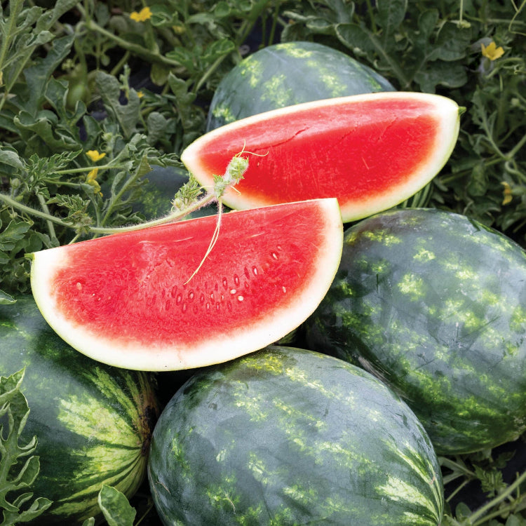 Watermelon  - Carolina Cross seeds