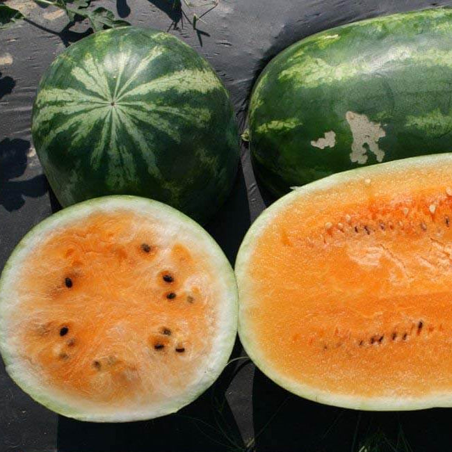 Watermelon Seeds – Orange
