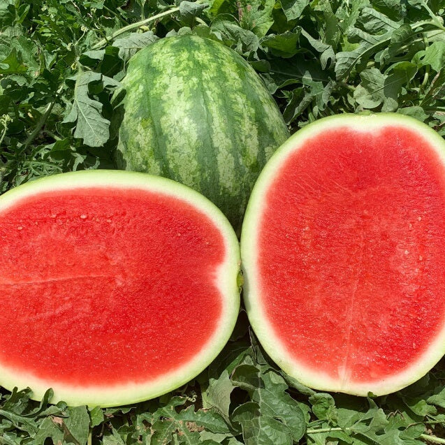 Watermelon Seeds – Seedless