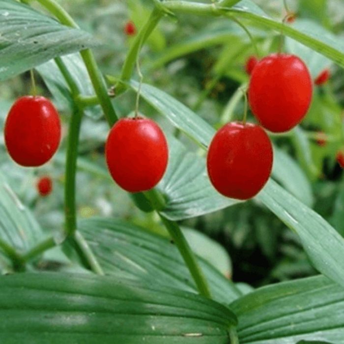 Watermelon Seeds – Berry