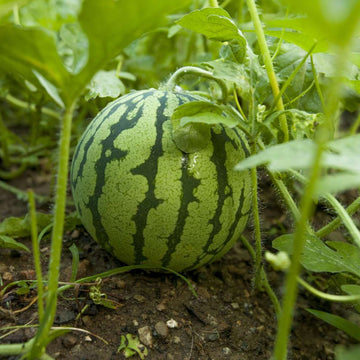 Watermelon Seeds – Sangria