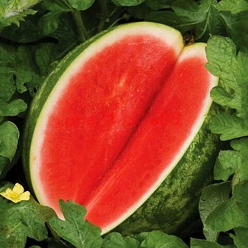 Watermelon Seeds – Seedless