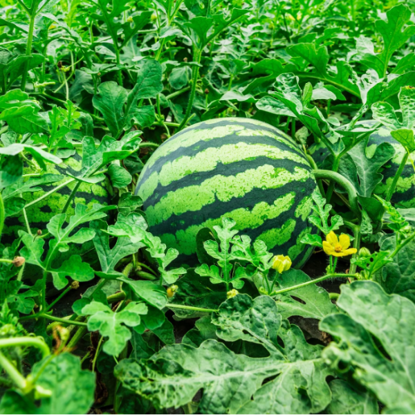 Watermelon Seeds – Tendersweet Orange