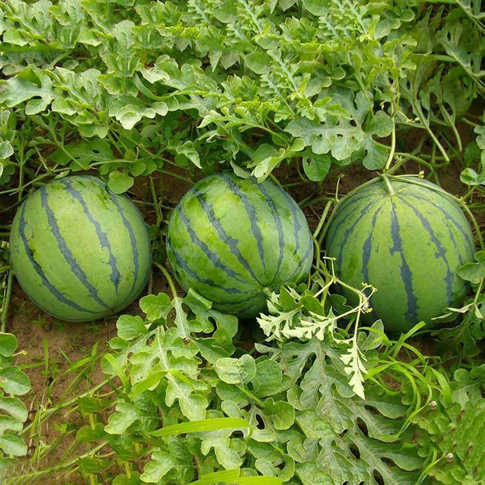Watermelon Seeds – Tendersweet Orange