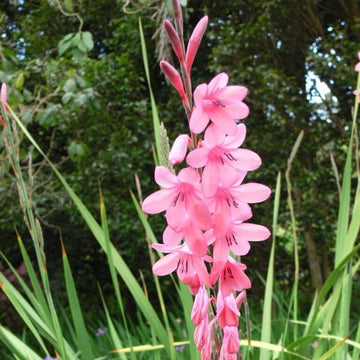 Watsonia Borbonica Seeds – Wildflower Mix