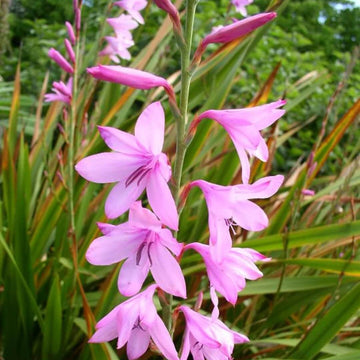 Watsonia Borbonica Seeds – Wildflower Mix
