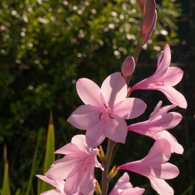 Watsonia Borbonica Seeds – Wildflower Mix