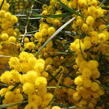 Wattle seeds – Baileyana ‘Purpurea’