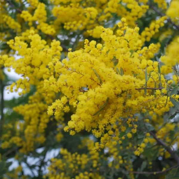 Wattle seeds – Baileyana ‘Purpurea’