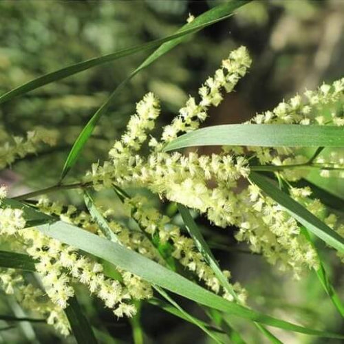 Wattle Seeds - All In One For Home Gardens