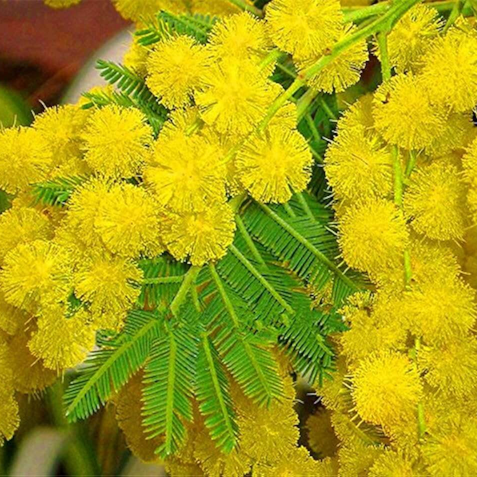 Wattle Seeds – Yellow
