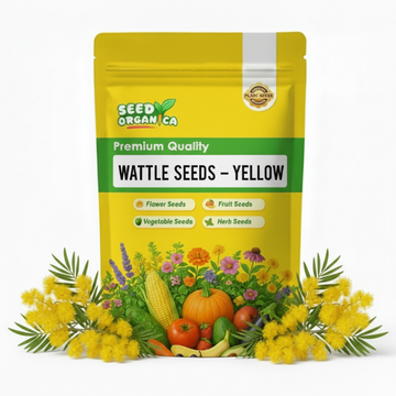 Wattle Seeds – Yellow