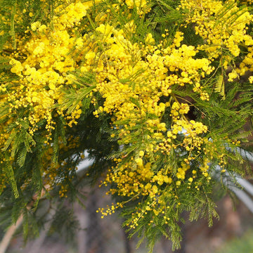 Wattle Seeds – Yellow Bright
