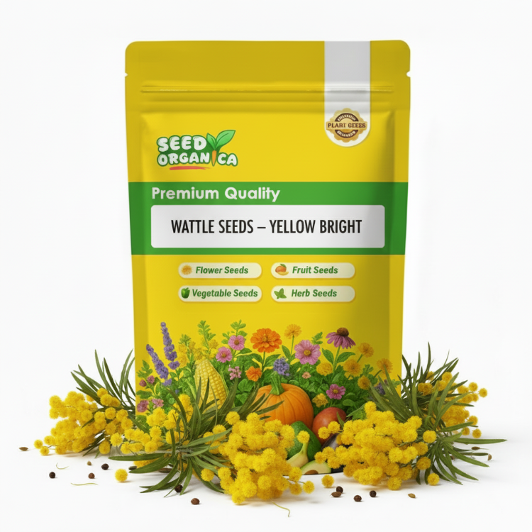 Wattle Seeds – Yellow Bright