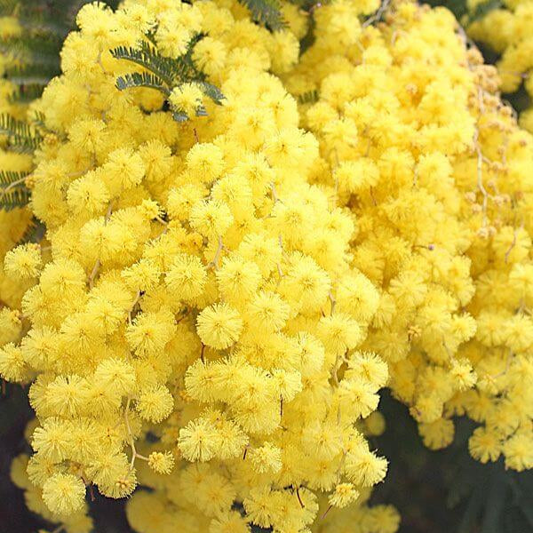 Wattle Seeds – Yellow
