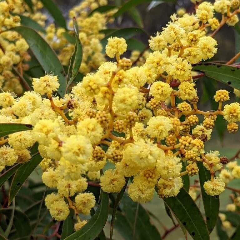 Wattle Seeds – Yellow Bright
