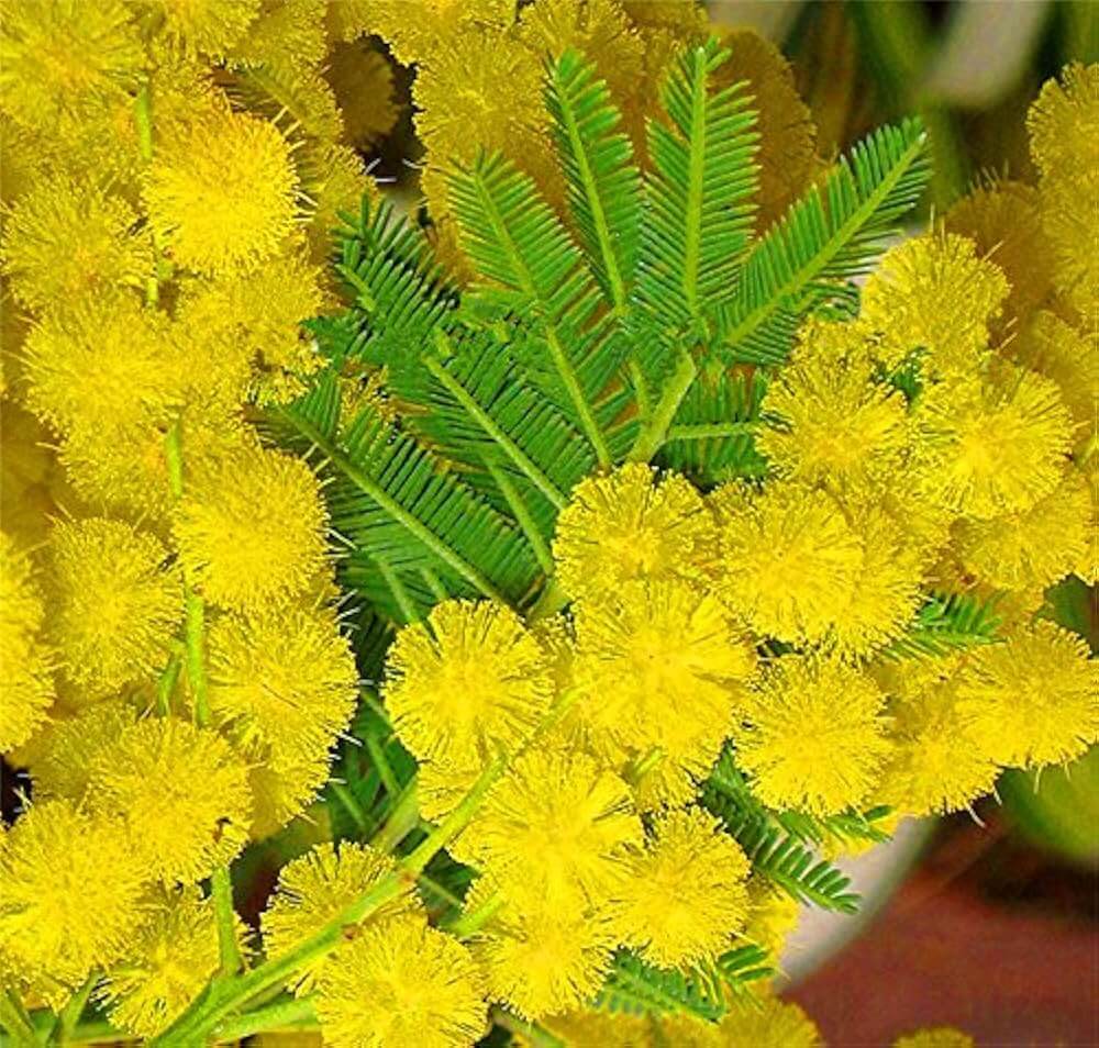 Wattle Seeds – Yellow Bright
