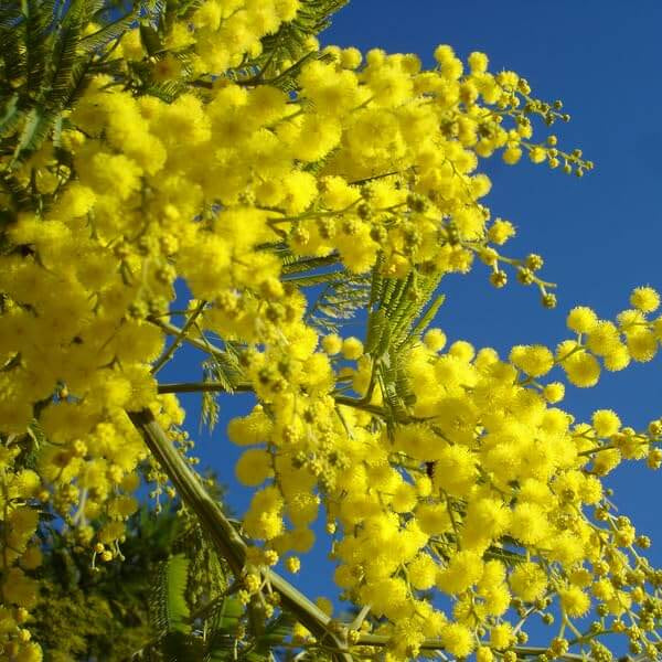 Wattle Seeds – Yellow
